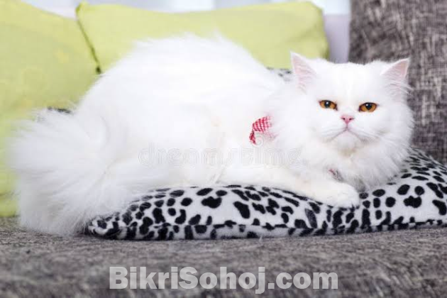 Persian triple cote cat